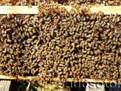 Пчёлы, пчелопакеты, пчелорамки
