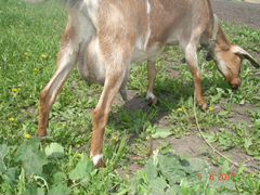 Альпо-нубийская коза