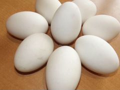 Продам инкубационные Яйца гусей породы Линда