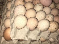 Яйца индюшат