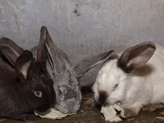 Кролики Калифорниец-Фландр, кросс