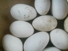 Яйца гусиные породы линда