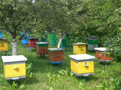 Продаются пчелосемьи с ульями