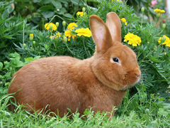 Кролик-самец нзк 4 месяца
