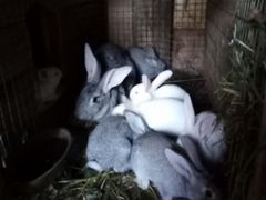 Домашние кролики