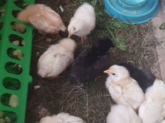 Домашние цыплята и утята