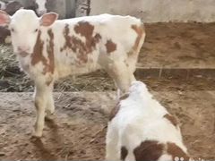 Корова и телочка