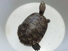Черепаха (красноухая)