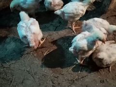 Цыплята кооб 500
