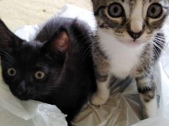 Смесь тайской кошки и чернобелого кота
