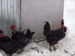 Цыплята суточные: Голошейка черная*(фр), Ред бро и