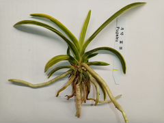 Орхидея неофинетия fugaku
