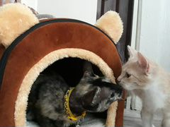 Котёнок мальчик и молодая кошка