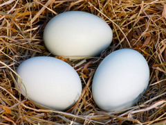 Яйца от домашних куриц