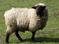 Овцы среднерусской породы, продаю