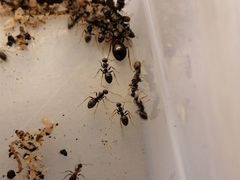 Колония муравьев Formica Polyctena