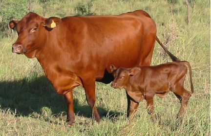 Искусственное осеменение коров и телок