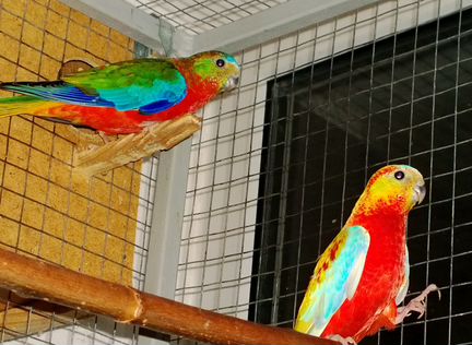 Лазурные травяные попугаи