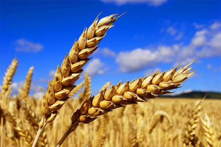 Зерно, сено, свежий урожай, доставка