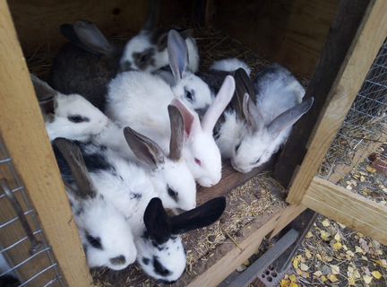Дешёвые кролики