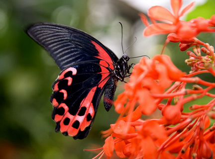 Живые бабочки подарок любимым