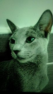 Русская голубая кошка. Котёнок. Ищем дом