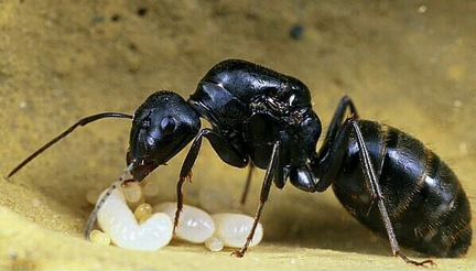 Муравьи вида Camponotus saxatilis