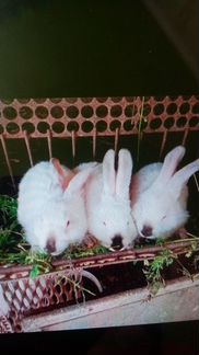 Продаю Калифорнийских кроликов 2 месячные