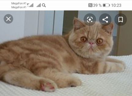 Ищю персидского котенка