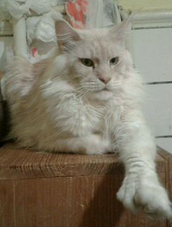 Поликатильный кот вязка Полидакт