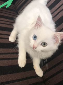 Персидский кот с разноцветными глазами