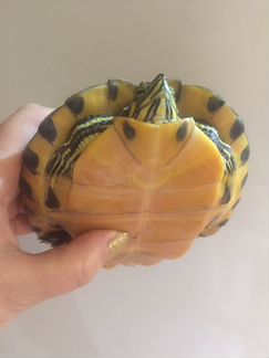 Черепаха желтоухая