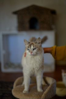 Кошка Тайского фенотипа в добрые руки