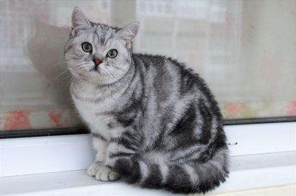Британские котята мраморных окрасов