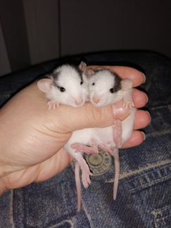 Крыски крысята дамбо