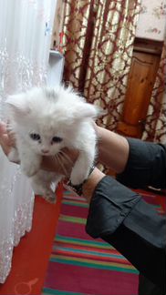Продам котёнок сибирский