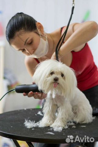 Стрижка собак, груминг, кошки