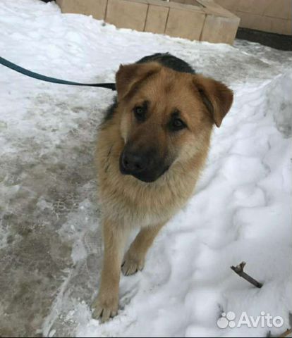 Молодой кобель в добрые руки, 10 месяцев