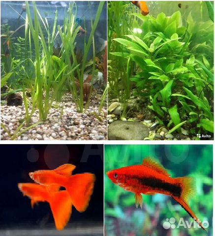 Аквариумные растения и рыбки