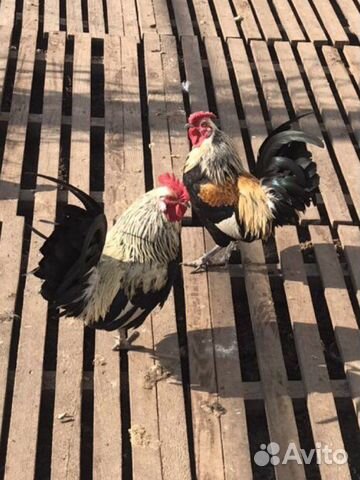 Куры декоративыне, Павловская (рыжие, серебрестые)