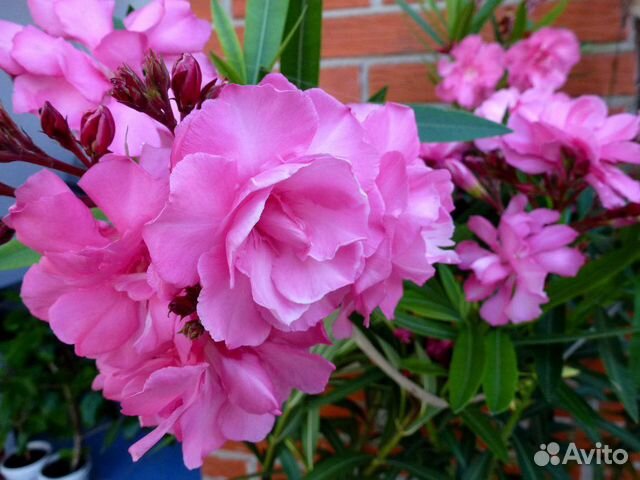 Олеандр розовый, желтый, белый махровые и др цветы