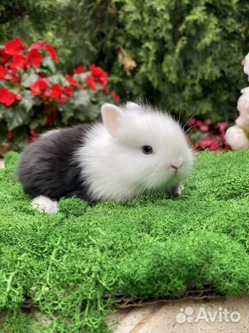 Карликовые крольчата