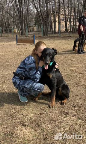 Кинолог, зоопсихолог, дрессировка собак