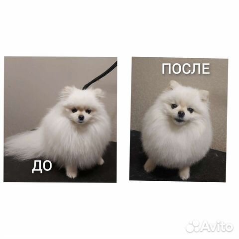 Стрижка собак (грумер)