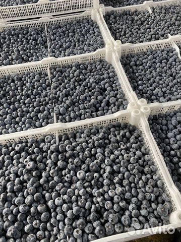 Ягода Голубика свежая 3 кг, доставка, цена за кг