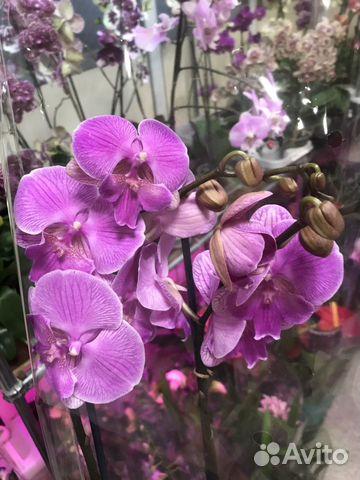 Орхидеи на подарок