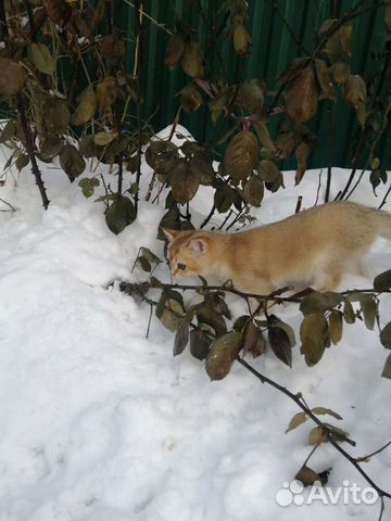 Британский Золотой Мальчишка