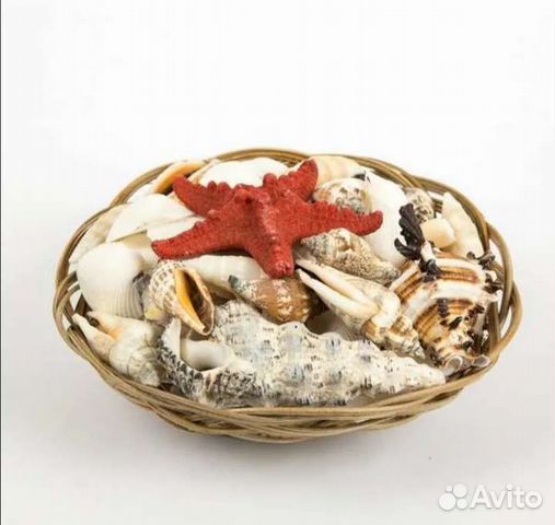 Новый набор больших ракушек