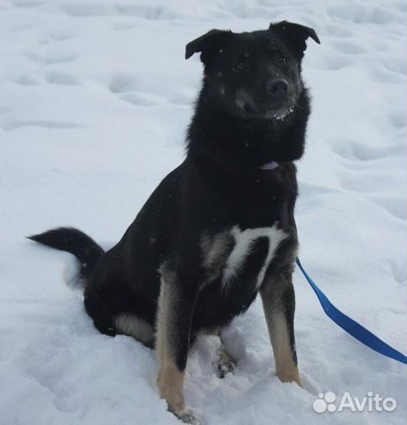 Не дай собаке замерзнуть в приюте