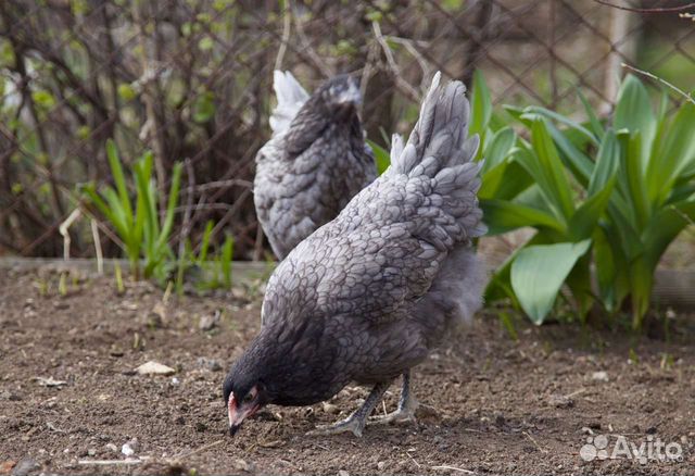 Куры несушки молодые